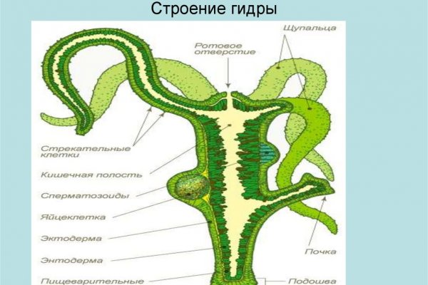 Кракен оренбург цены